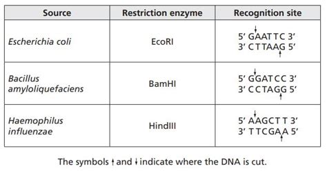 restriction enzyme table.